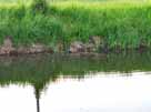 Floßgraben – Nutria, reger Betrieb auch über Wasser