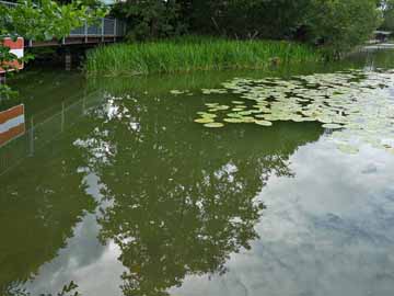 Wustrauer Rhin – am Auslauf aus dem Ruppiner See