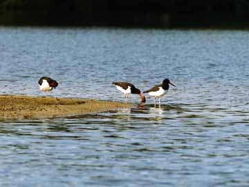 Schäfermeiersee – Austernfischer am Schäfermeiersee