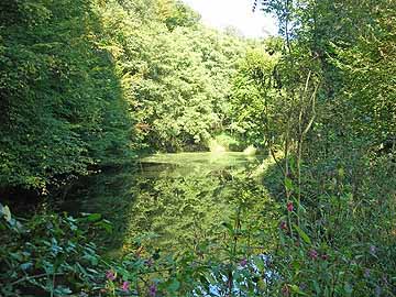 Teichanlage Sülzbachstraße – Blick vom Südufer auf den großen Weiher