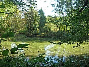 Teichanlage Sülzbachstraße – Blick vom Westufer auf den großen Weiher