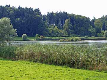 Olsenweiher – Insel im Nordwesten des Weihers