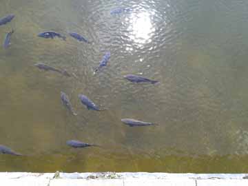 Pflegersee – Karpfen im Pflegersee am 27.04.2018