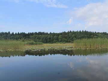 Kleiner Kotzower See – Röhrichtzone mit ausgedehntem Seerosenfeld