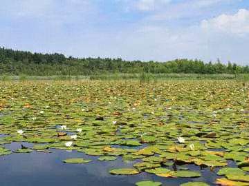 Kleiner Kotzower See – dichter und blühender Pflanzenteppich