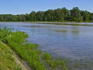 Donau – Donau Höhe Unterfalheim, Blick stromabwärts