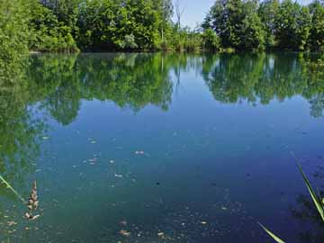 Bläßhuhnweiher