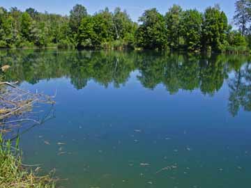 Bläßhuhnweiher