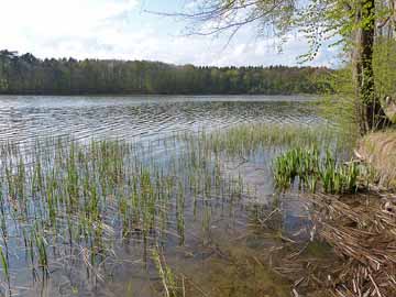 Dollgowsee – Blick vom Ostufer Richtung Norden