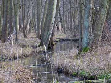 Binenbach