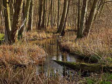 Binenbach