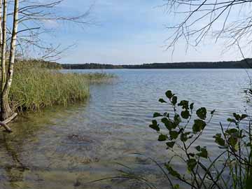 Wittwesee – Rotfederschwarm im unmittelbaren Uferbereich