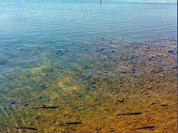 Cospudener See – Döbelschwarm am Ufer des Cospudener Sees