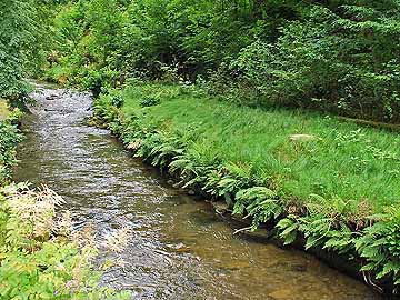 Kirnitzsch – die Kirnitzsch in Bad Schandau