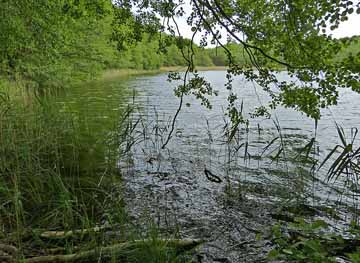 Kleiner Wummsee – Blick entlang des Westufers Richtung Norden