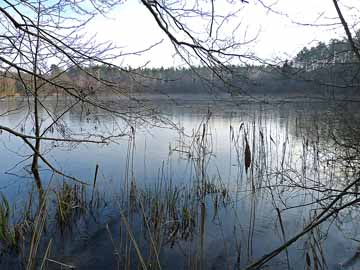 Weißer See Altglobsow – Blick vom Westufer