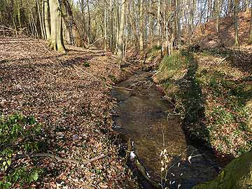 Lindower Rhin – kurz vor der Mündung in den Huwenowsee
