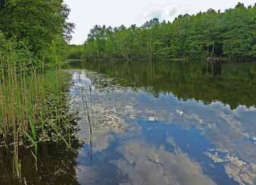 Kleiner Luhmer See – Blick vom Ostufer in den südlichen Seebereich