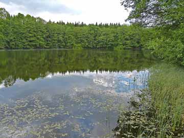 Kleiner Luhmer See – Blick vom Ostufer Richtung Norden