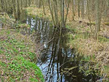 Werbellingraben – der Rhin Richtung Tholmannsee