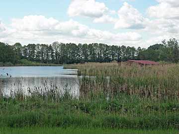 Sumpfsee – Röhrichtzone im nördlichen Seebereich
