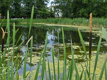 Teich am Doberaner Münster