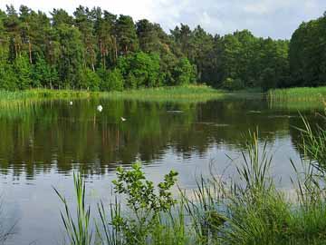 Fischteich Altfriesack