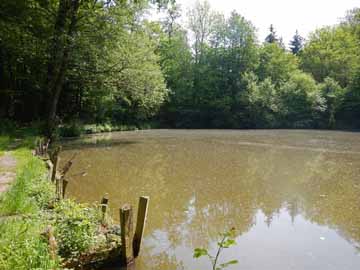 Teichanlage Altenberg – Blick über den unteren Teich 4