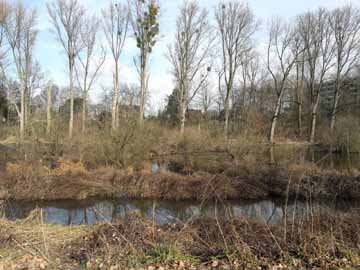 Urdenbacher Altrhein – Altrhein und Nebengewässer