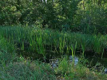 Rollgraben