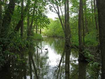 Schwentine – Durchfluss von der Rohrdommelbucht zum Mühlensee