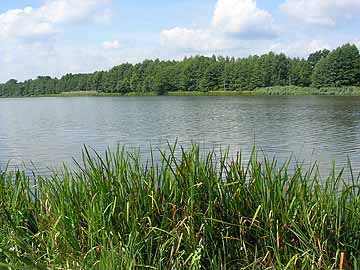 Inselteich – Blick vom Ostufer in den nördlichen Seebereich
