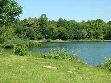 Schilfsee