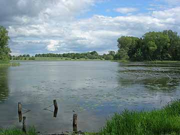 Kleiner Wardersee – Vegetation im nordwestlichen Seebereich