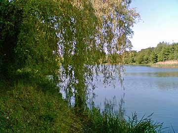 Waldsee – Waldsee in der Sonne