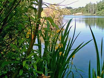 Waldsee – unser Waldsee
