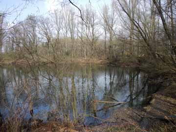 Dreiecksweiher – Blick auf den südlichen Seebereich