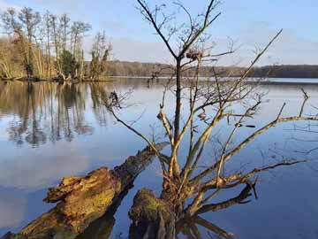 Glabbacher Bruch – Totholz im Uferbereich