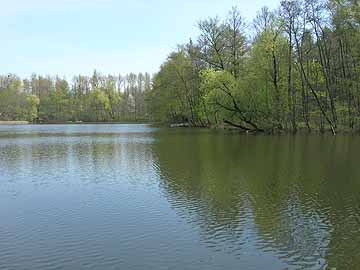 Pingsdorfer See – westlicher Uferbereich
