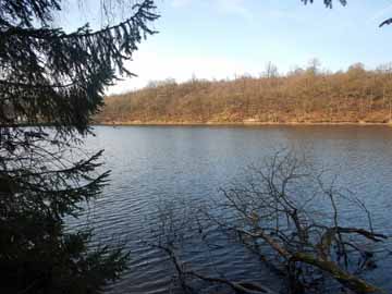 Steinbachtalsperre – Totholz am Ostufer der Talsperre