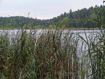 Mittlerer Dolgensee – Blick vom Ostufer des Sees