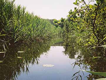 Schwaanhavel