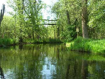 Schwaanhavel