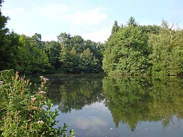 Saaler Mühlenteich – Blick vom Westufer