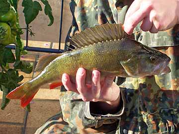 Wesel-Datteln-Kanal (WDK) – Barsch aus dem WDK