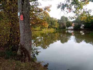 Berghäuser Weiher – Blick in den östlichen Teil des Weihers