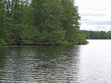 Langensee – Seerosenfeld am Nordwestufer