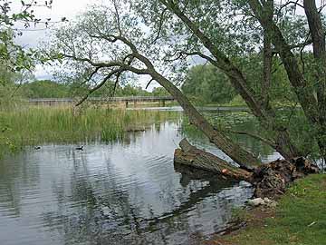 Schwanensee – Blick aus Süden, Stadtgrabenstraße