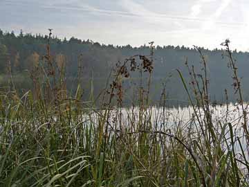 Plötzensee – Blick vom Ostufer