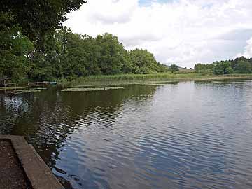 Guggenhauser Weiher – Blick auf den nördlichen Uferbereich